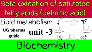 Betaoxidation of saturated fatty acid Palmitic Acid Lipid metabolism biochemistry  unit3 [upl. by Xino541]