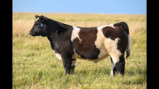 Reimann Pasture Sale 2024  Tag 57 [upl. by Cherise]