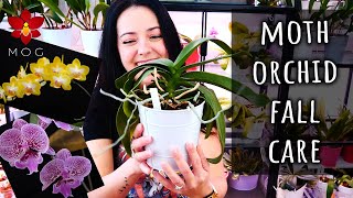 Autumn Care Tips for Phalaenopsis Orchids  Orchid Care for Beginners [upl. by Launam100]