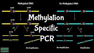 Methylation Specific PCR  MSPCR  MS PCR  Bisulfite Sequencing [upl. by Hunfredo]