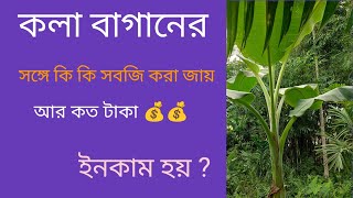 কলা বাগানের সঙ্গে  কত টাকা 💰💰 ইনকাম করা জায় [upl. by Ennaillek]