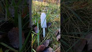 We found Shaggy Mane in November Ontario Canada [upl. by Neros]