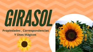 Girasol🌻  Propiedades  Correspondencias y Usos mágicos [upl. by Niobe]