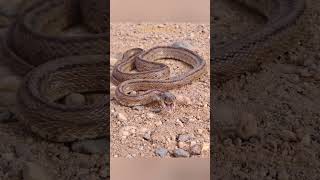 Ladder Snake  Zamenis Scalaris  Culebra de Escalera Spain snakes reptiles wildlife nature [upl. by Nadabas178]