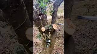 Máquina cortadora de madera resistente😮 shortsvideo [upl. by Sesmar]