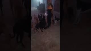 dog freeding at 5am  animals viralvideo [upl. by Savadove266]