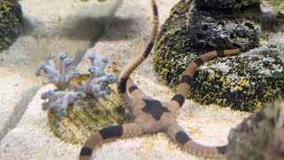 Brittle Star on the Move [upl. by Alyworth]