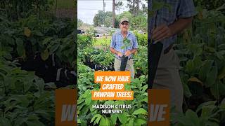 Our Citrus Nursery Is Now Selling Grafted Named Variety Pawpaw Trees [upl. by Ymia]