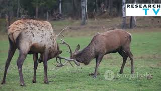 Why Do Deer Shed Their Antlers 🦌  The Science Behind Antler Shedding [upl. by Ynnep]