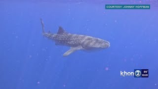 Once in a lifetime experience Whale shark spotted in Waikiki [upl. by Dominica]