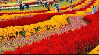 Tesselaar KaBloom Festival of Flowers Millions of Colourful Autumn Blooms [upl. by Abernon]