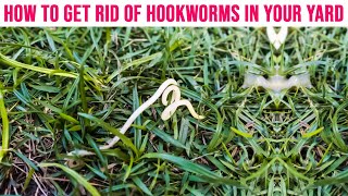 How to Get Rid of Hookworms in Your Yard  Soil Treatment for Hookworm [upl. by Nwahsyar]