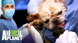 ¡Perra bulldog tiene parto por cesárea  Veterinarios de Texas  Animal Planet [upl. by Aieken]