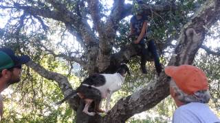 Catahoula leopard dog climbing a tree [upl. by Isnan]