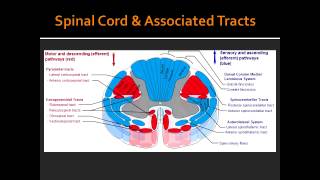 Spinal Cord amp Associated Tracts Anatomy [upl. by Huldah]