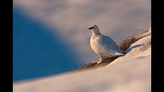 Conférence ScienceSandwich  Sur les traces des espèces blanches [upl. by Erlin761]