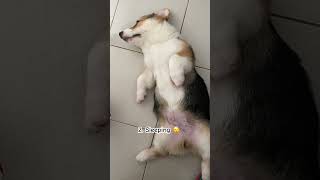 youtubeshorts puppy puppylife puppyhood shortvideo pets corgi adorable sleepingdogs cute [upl. by Hjerpe80]