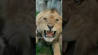 Terrifying Roar Of Angry Fierce Lion King 😱 lion shortvideo animalia [upl. by Atterol660]