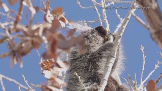 Bosque School researches impact of 2022 bosque fire on local porcupine population [upl. by Nnyledam]