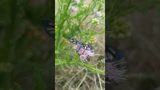 Amata cerebra feeding on Vernonia oligocephala aka Silverleaved vernonia flowers [upl. by Leviralc958]