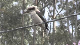 Kookaburra v Gold fish [upl. by Marwin]