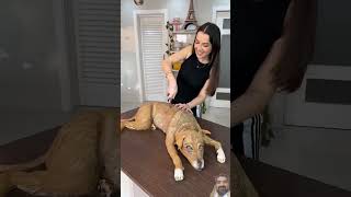 Fake Cake Prank With Dog fakecake prank dog doglover pets shorts [upl. by Berfield421]