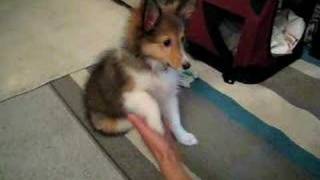 My Sheltie puppy Kiko 13 weeks old [upl. by Wampler541]