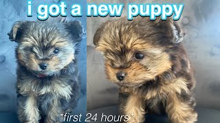 FIRST 24 HOURS W MY NEW YORKIE POO PUPPY 7 WEEK OLD [upl. by Quint603]