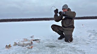 РАЗГИБАЮТ И ЛОМАЮТ КРЮЧКИ ТРУДНО ПОВЕРИТЬ ЧТО В ЛУНКАХ СТОЛЬКО РЫБЫ Рыбалка на льду 2324 [upl. by Horgan311]