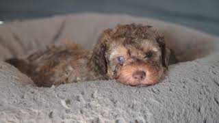 Lagotto Romagnolo Puppies 5 weeks [upl. by Airotcivairam]