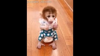 This is the time when the pocket monkey Huahua just learned to walk So cuteeeeeeeeeeeeee [upl. by Enytsuj]