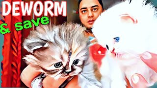 persian cat deworming  cat deworming schedule in hindi [upl. by Quennie]