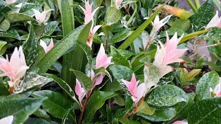 Trachelopermum jasminoides Tricolor Variegated star jasmine Trish The Gong Gardener [upl. by Aneen]