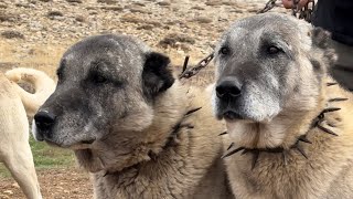 NESLİ TÜKENEN GERÇEK KANGAL KÖPEKLERİ VE 1000 KOYUNLUK DEV SÜRÜ  Koç Katımı  SİVAS [upl. by Nainatrad]