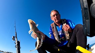 Live baiting flathead Lancelin bay [upl. by Nameerf505]