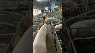 Pigfarming shortvideo [upl. by Wayland]