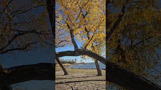 Bent Tree at Canton Lake Oklahoma nature outdoors [upl. by Anayik]