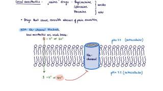 Brandls Basics Mechanism of action of local anesthetics [upl. by Parthinia586]