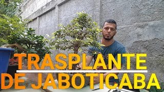 Trasplante de Jaboticaba [upl. by Hughett]