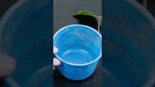 Easy Way to Propagate Ixora Plants From Cuttings by SoilShorts [upl. by Stewardson607]