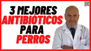 🟢 3 MEJORES ANTIBIÓTICOS para PERROS 🟢 con Heridas Abiertas Resfriados Gripe y Otitis 🟢 Dosis [upl. by Loggins932]