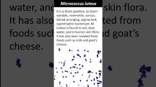 Micrococcus luteus  Quick Learn Micro  Microbiology Shorts [upl. by Uyr373]