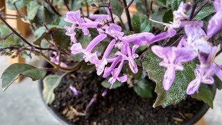 Plectranthus ‘Mona Lavender’ Beautiful Purple Flower For Houseplant [upl. by Isbella]