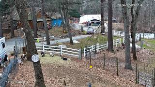 Goldys Driveway Goats 1142am Walace visits ET Gtent area 1145am ET CArly cabin 292024 [upl. by Rossner]