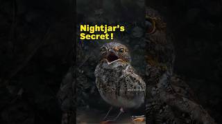 The fact about Nightjar bird l didyouknowfacts [upl. by Lehteb479]