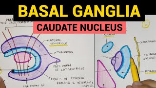 Basal Ganglia  1  Caudate Nucleus [upl. by Hoehne910]