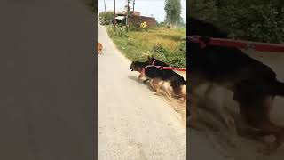 Dogfight germanshepherd to attack 🥵to street dog 🐶 doga aatack [upl. by Aniat]