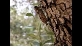 chants de plusieurs cigales sur un olivier en provence [upl. by Toney866]