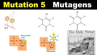 Mutagens  Forbidden Pairing  Tautomers  Forbidden pairing  Depurination  Dr Ghanshyam Jangid [upl. by Yunfei796]