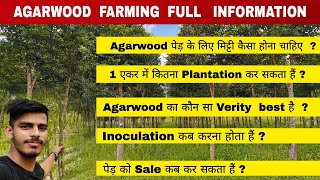 Agarwood farming full information  Agarwood Plantation all details [upl. by Eleonora]